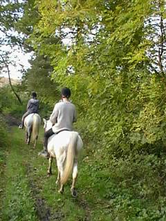 dans les bois